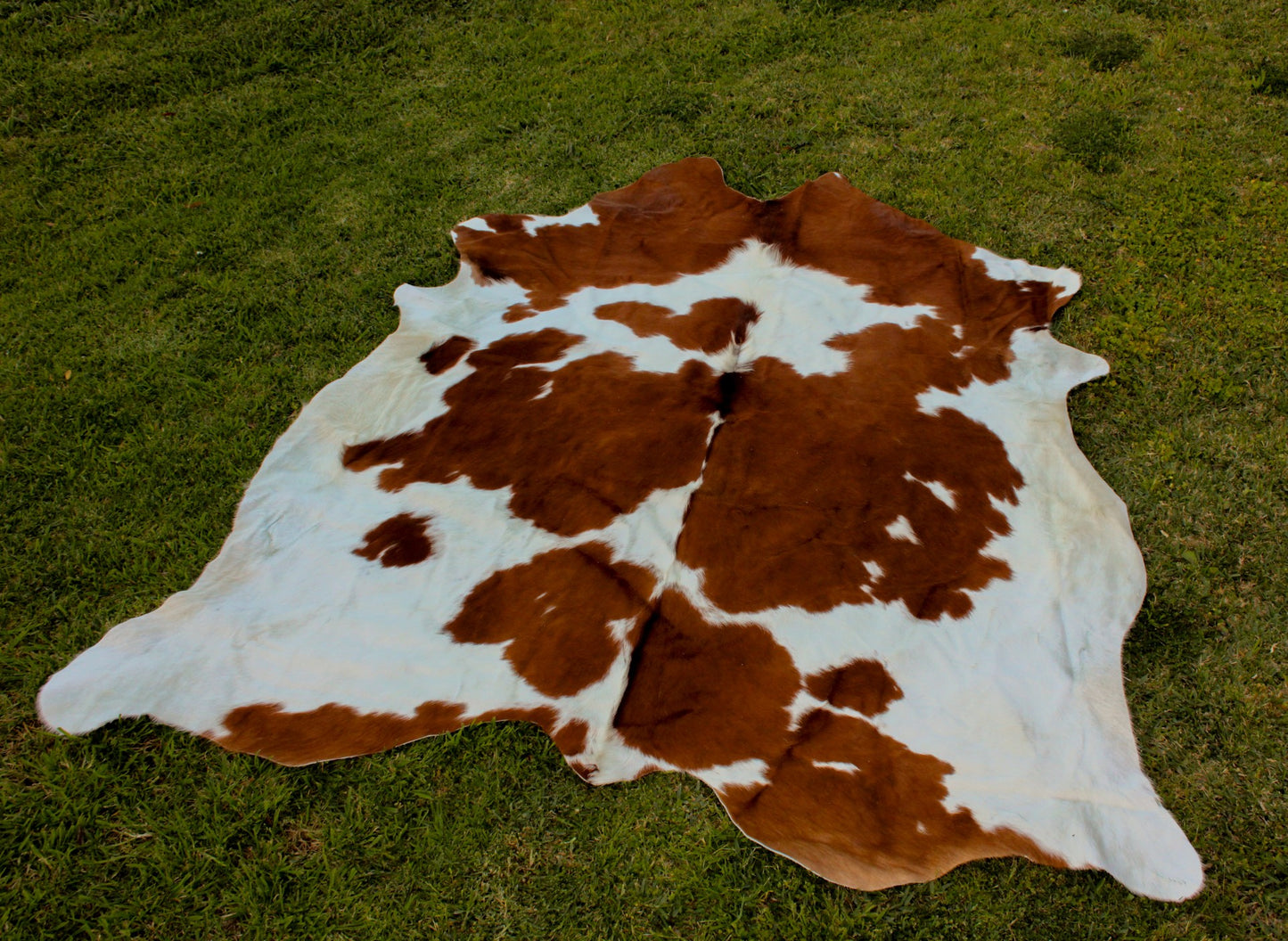 Genuine Cowhide - Brown and White Large